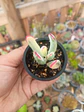 Cotyledon Flanagahnii variegado S - Miniatura 2
