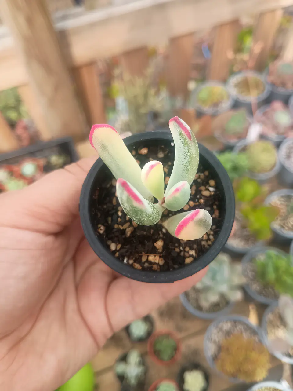 Cotyledon Flanagahnii variegado S 2