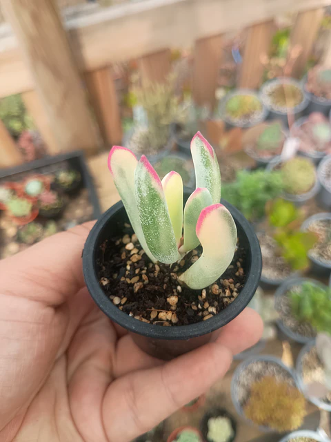 Cotyledon Flanagahnii variegado S