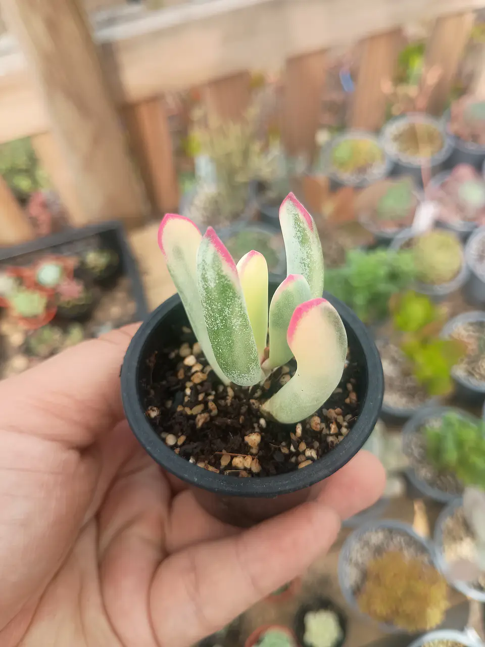 Cotyledon Flanagahnii variegado S 1