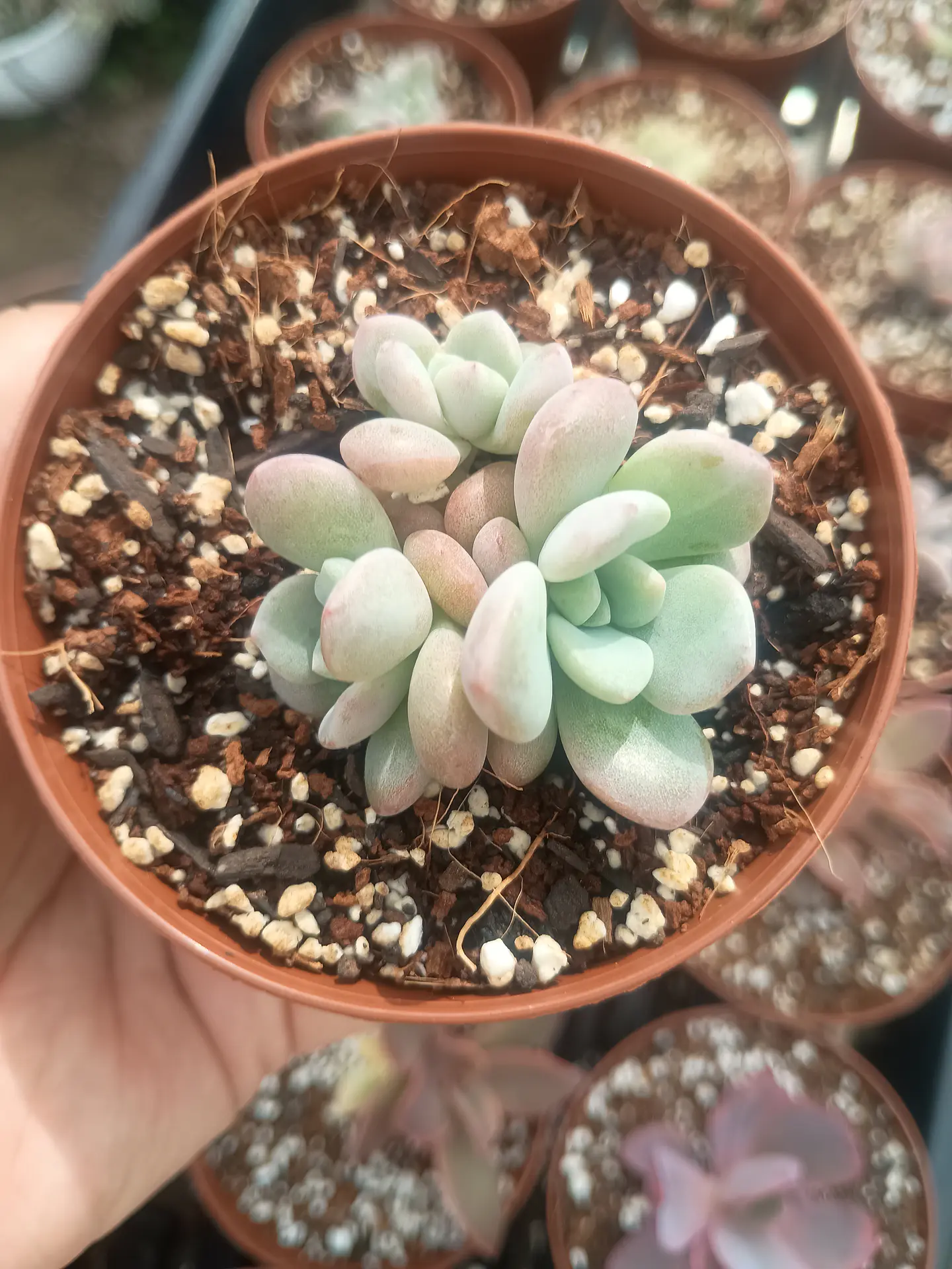 Graptosedum Miul  1