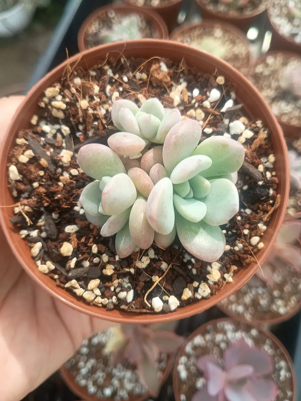Graptosedum Miul  1