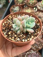 Graptosedum Miul  - Miniatura 2