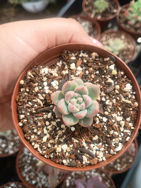 Echeveria powder cream coreana mini