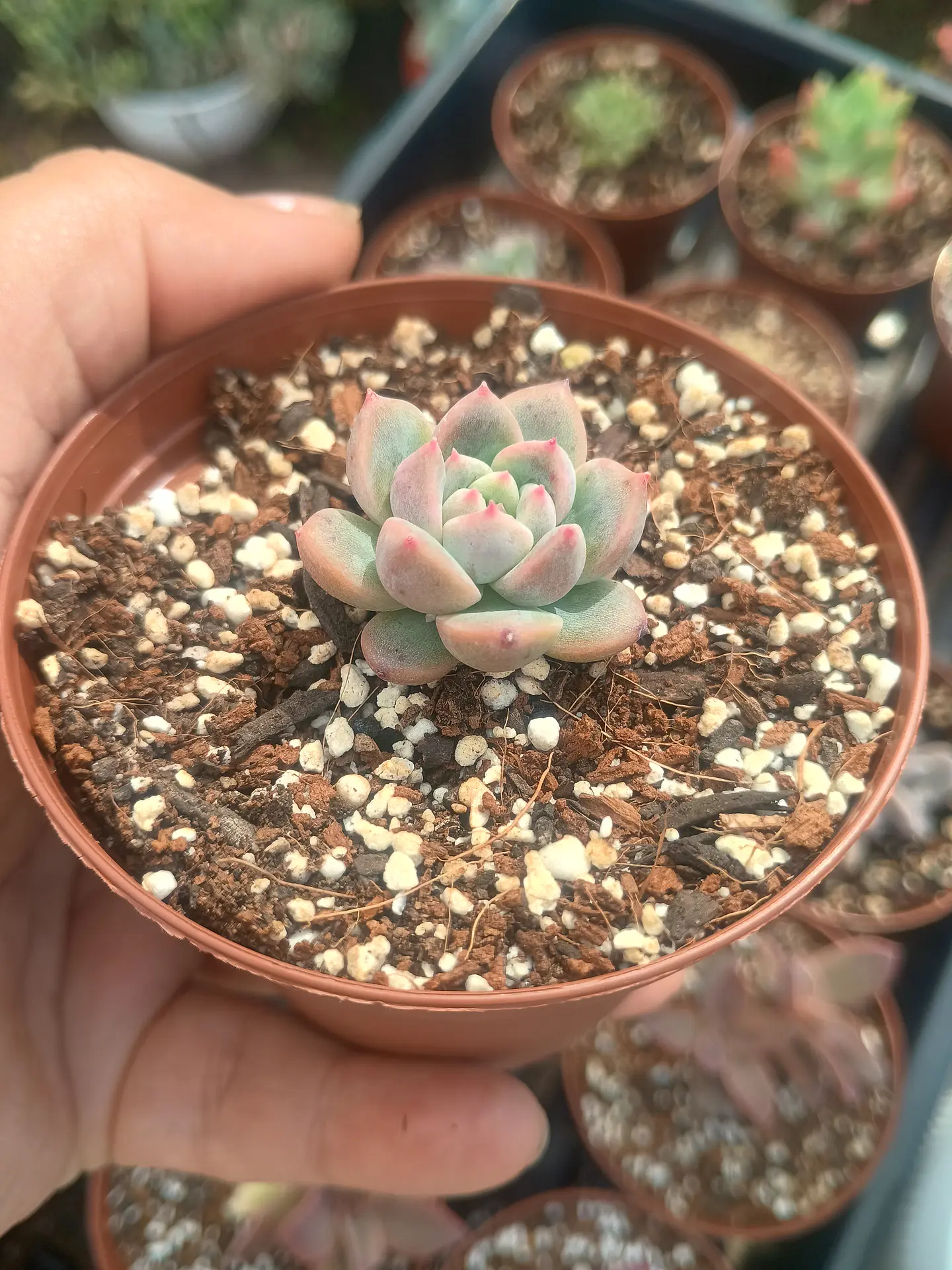 Echeveria powder cream coreana mini 2