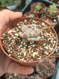 Echeveria powder cream coreana mini - Miniatura 2