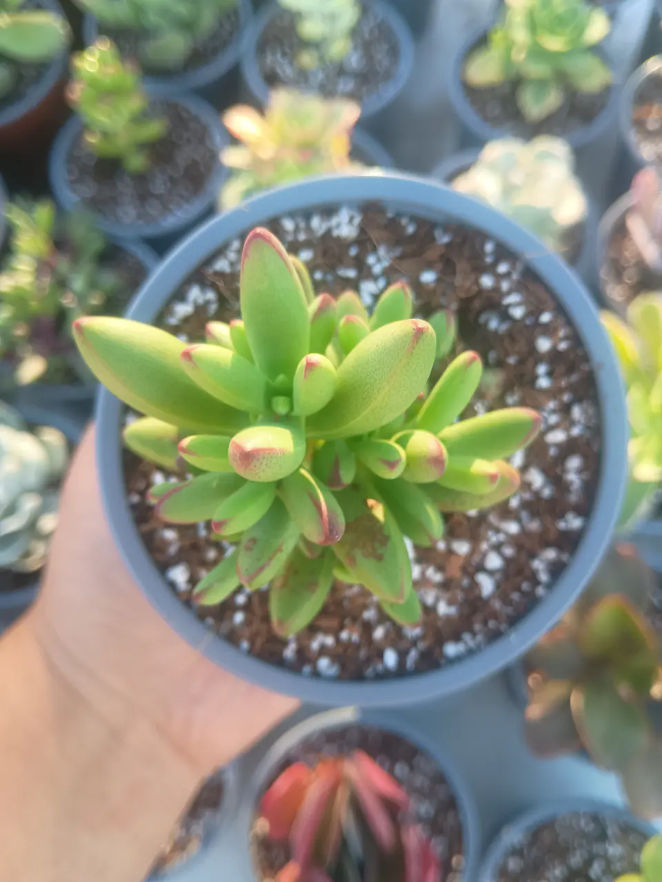 Crassula Nudicaulis Herrei, pequeña 2