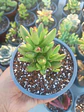 Crassula Nudicaulis Herrei, pequeña - Miniatura 1