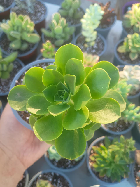Aeonium goochiae