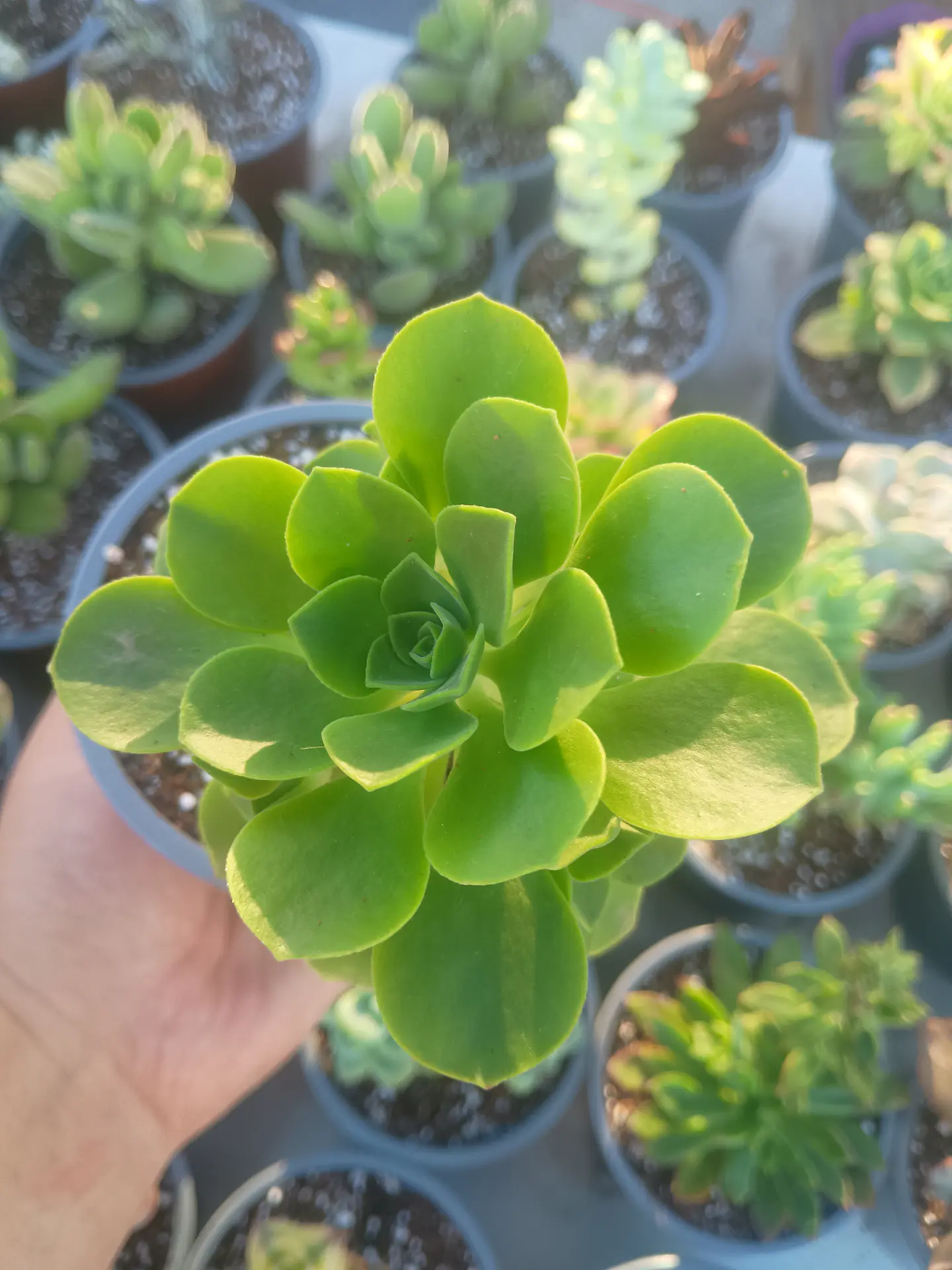 Aeonium goochiae 1