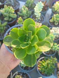 Aeonium goochiae - Miniatura 1