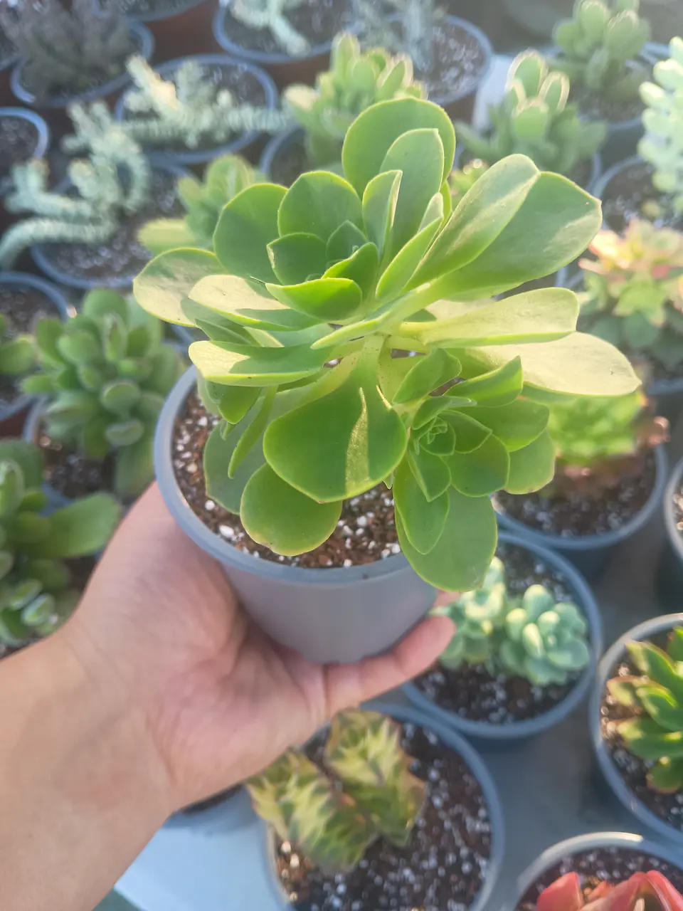 Aeonium goochiae 2