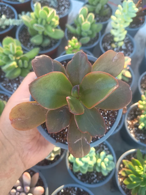 Echeveria ssp