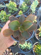 Echeveria ssp - Miniatura 1