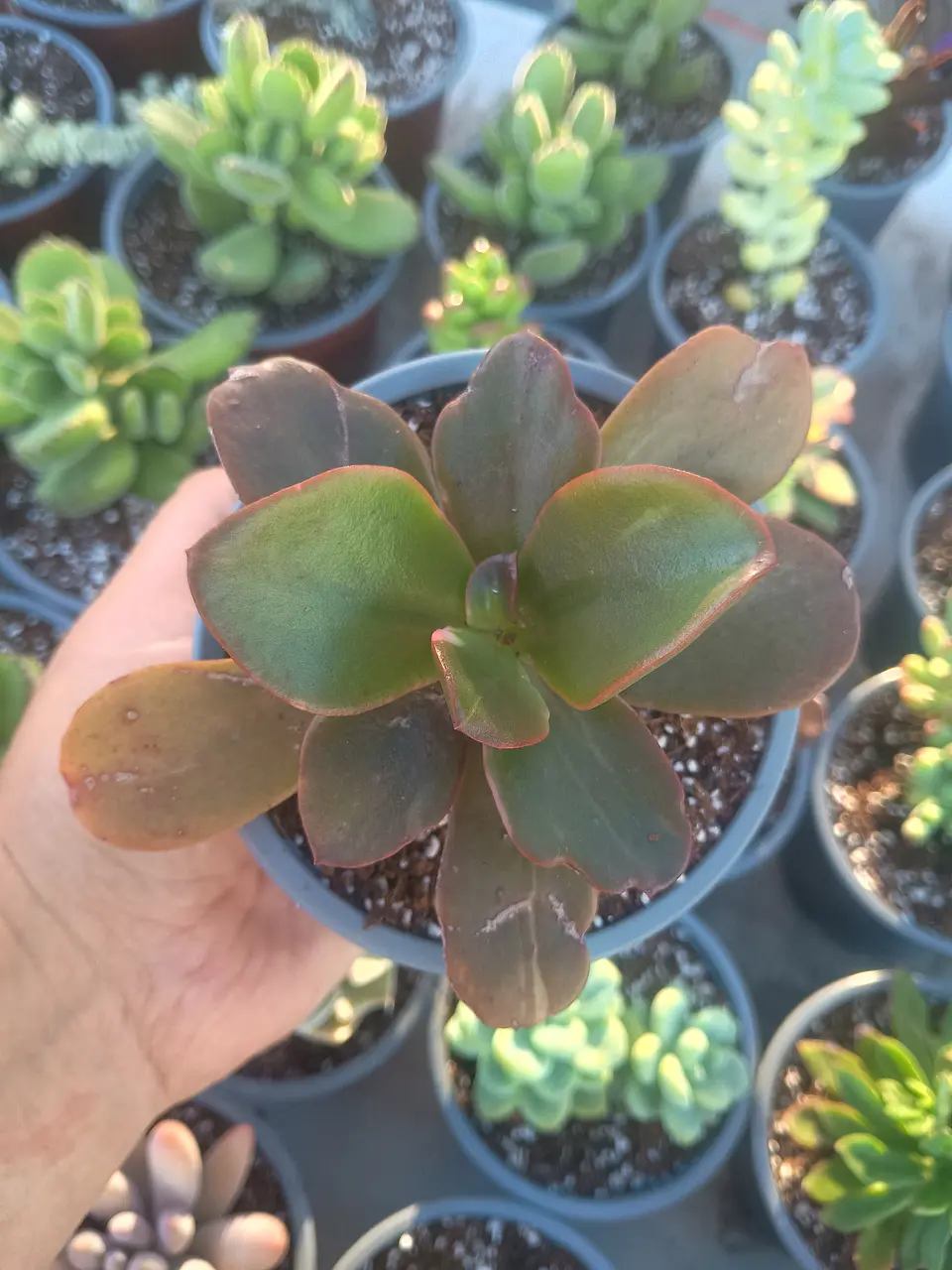 Echeveria ssp 1