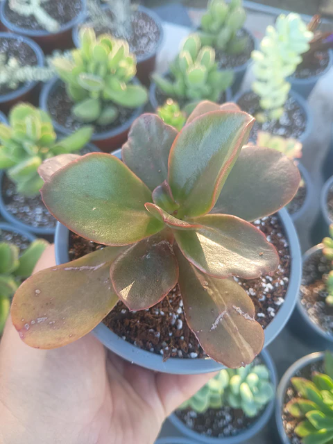 Echeveria ssp