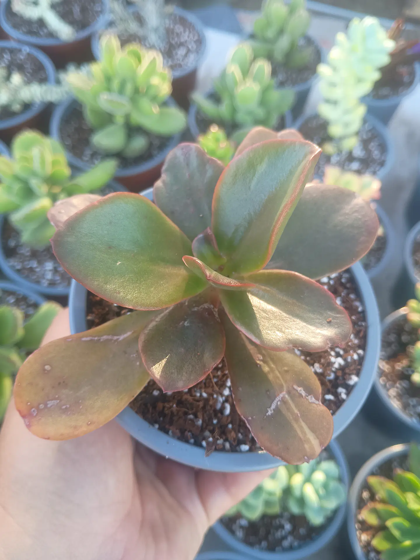 Echeveria ssp 2