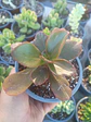 Echeveria ssp - Miniatura 2