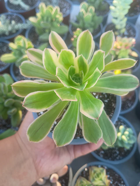 Aeonium variegado, pequeño