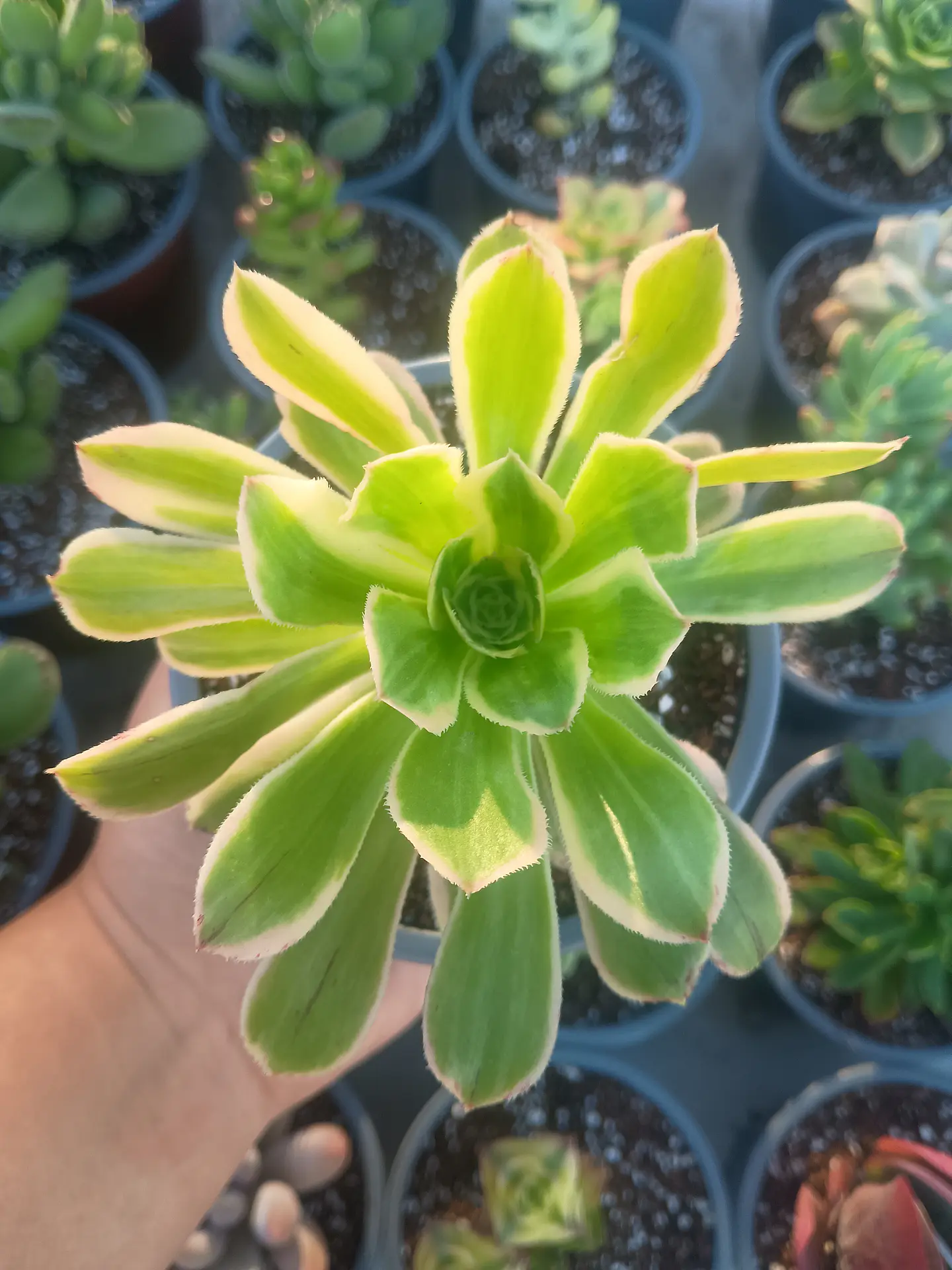 Aeonium variegado, pequeño 1