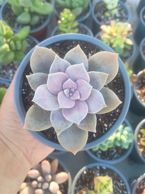 Graptopetalum Superboom