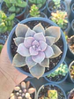Graptopetalum Superboom - Miniatura 1