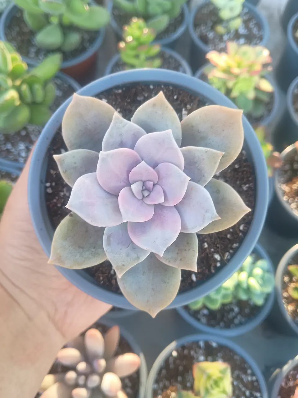 Graptopetalum Superboom 1