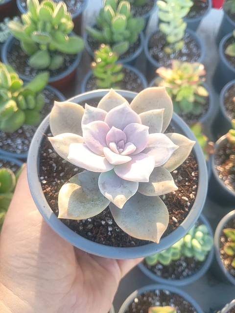 Graptopetalum Superboom