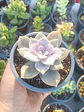 Graptopetalum Superboom - Miniatura 2