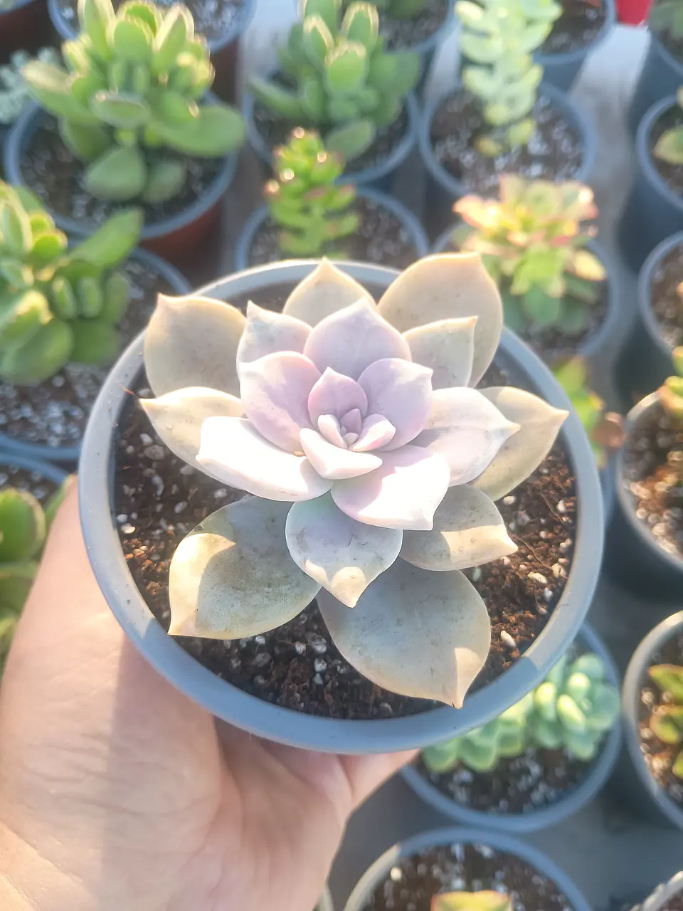 Graptopetalum Superboom 2