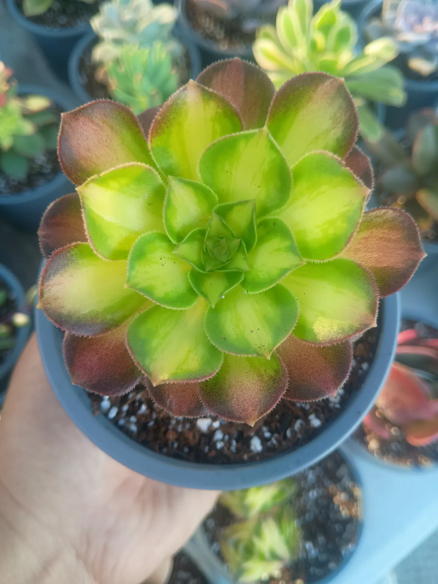 Aeonium pink witch yellow middle 1
