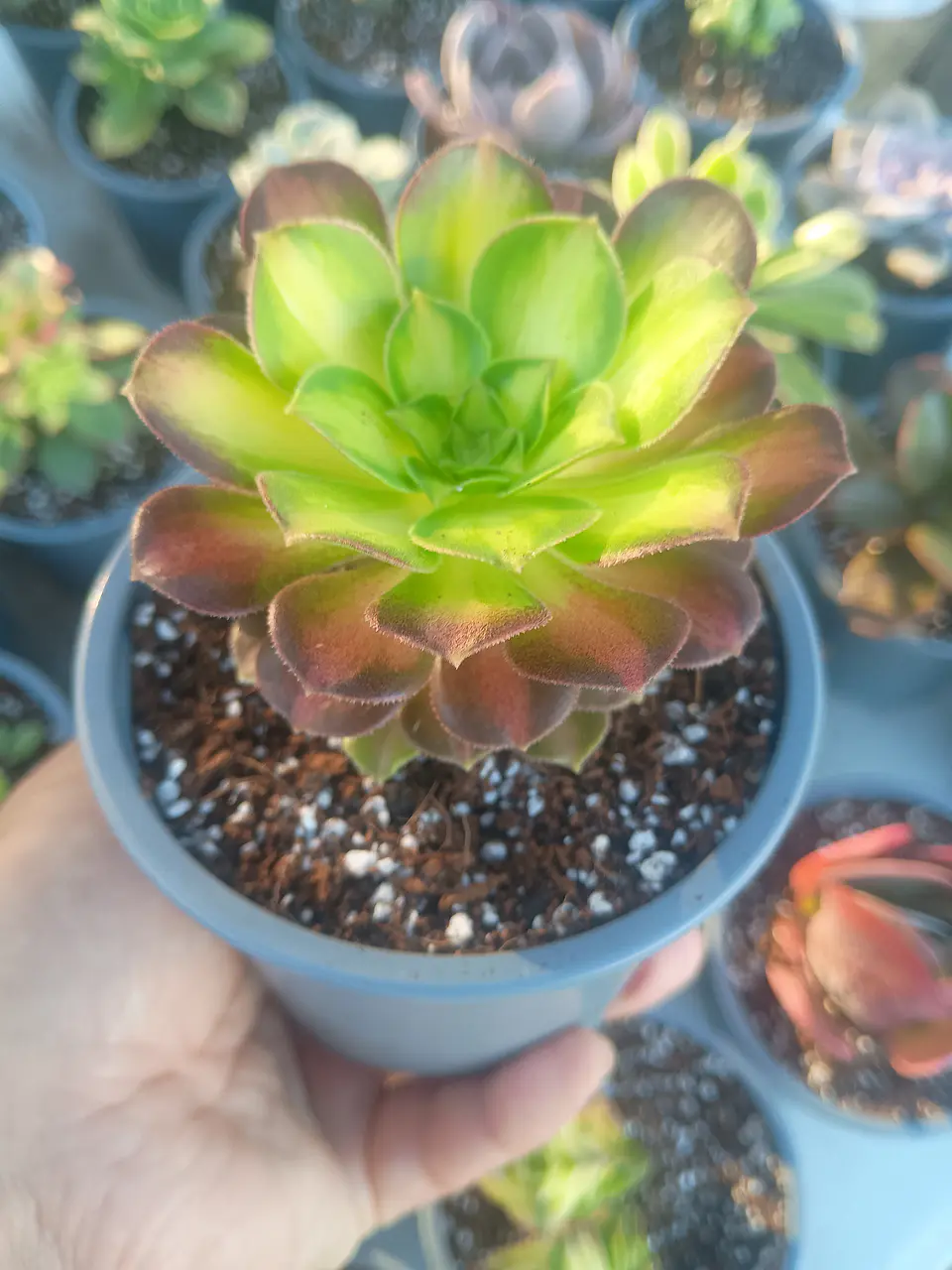 Aeonium pink witch yellow middle 2