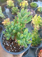 Sedum pachyphyllum, colonia - Miniatura 2