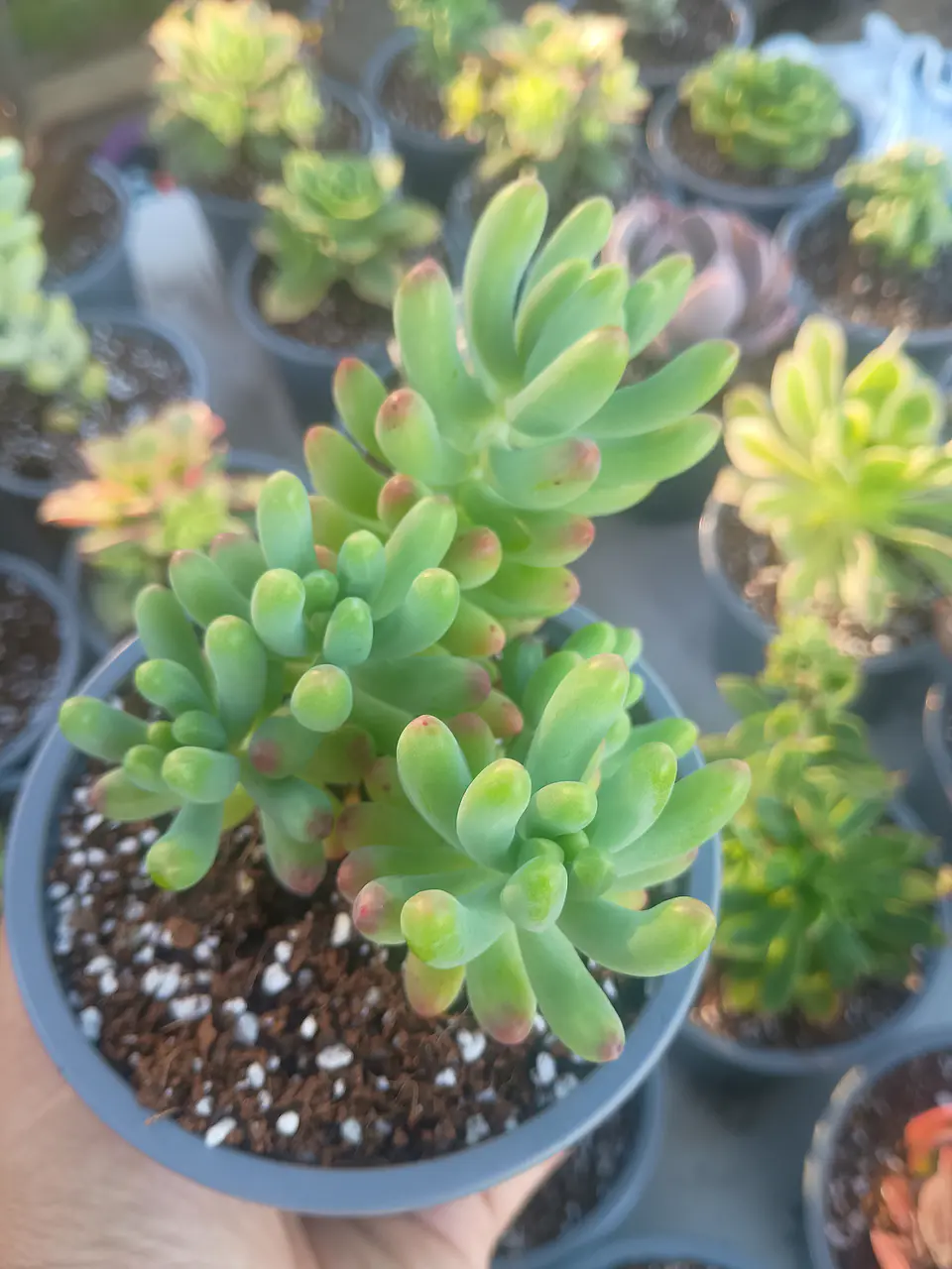 Sedum pachyphyllum, colonia 2