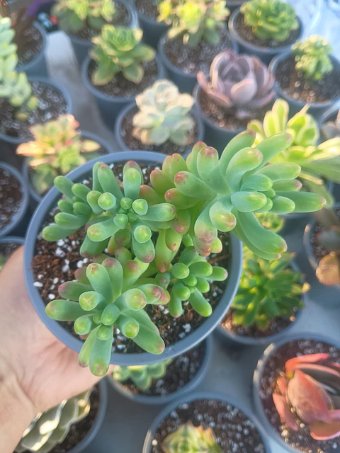 Sedum pachyphyllum, colonia