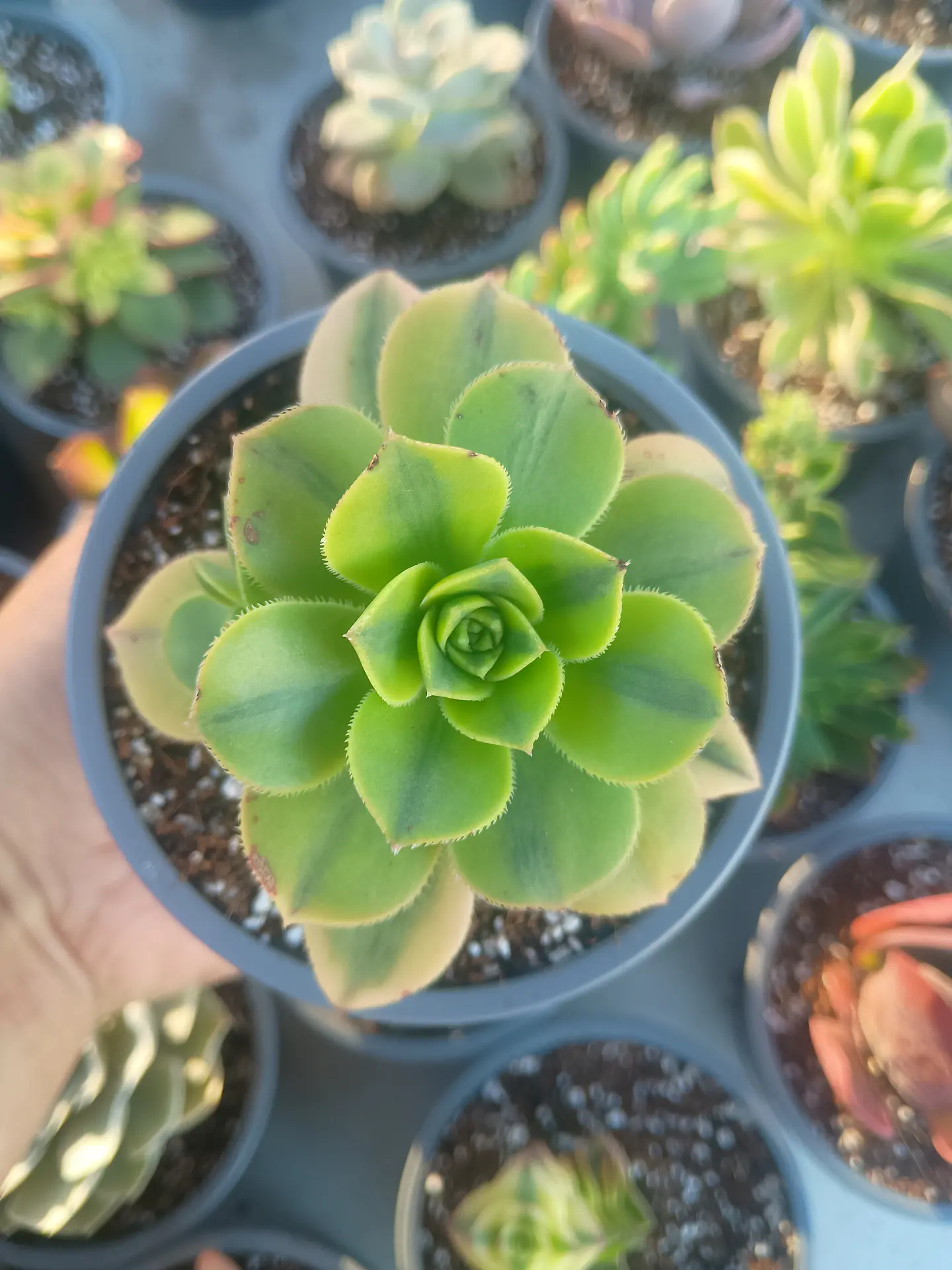 Aeonium florence 1