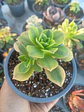Aeonium florence - Miniatura 2