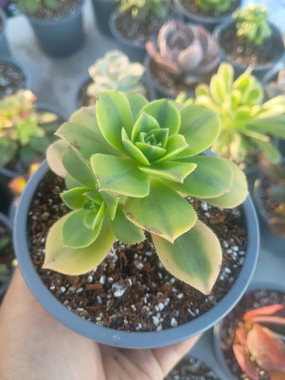 Aeonium florence 2