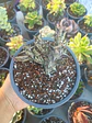 Caralluma Hesperidum - Miniatura 2