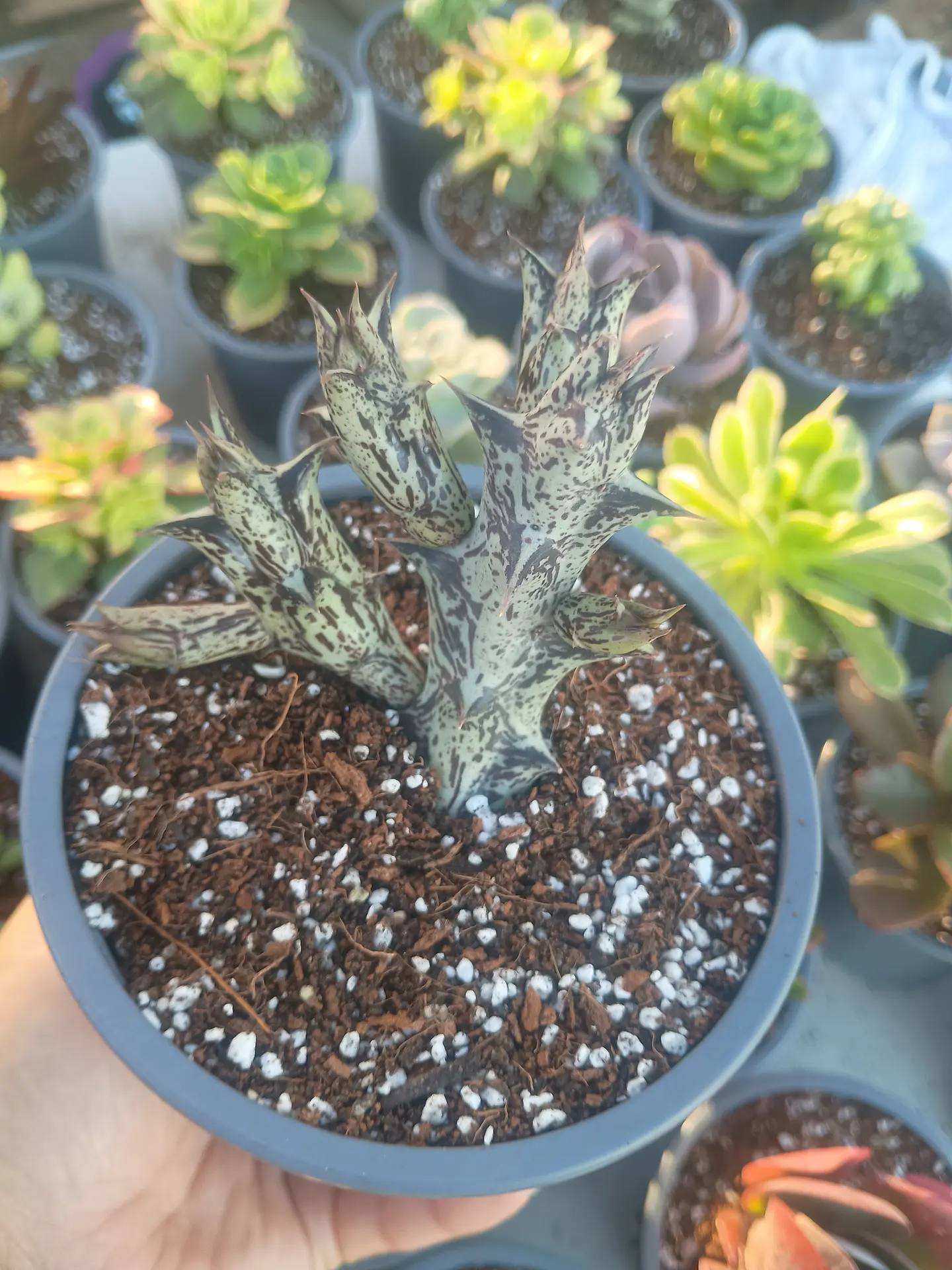 Caralluma Hesperidum 1