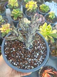 Caralluma Hesperidum - Miniatura 1