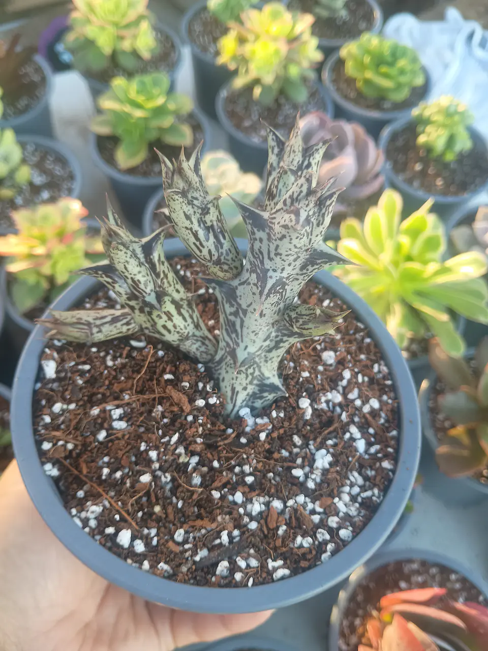 Caralluma Hesperidum 1