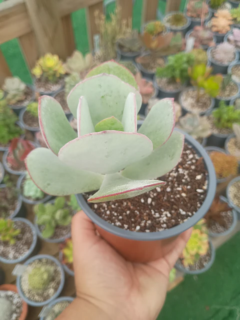 Cotyledon orbiculata