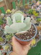 Cotyledon orbiculata - Miniatura 2