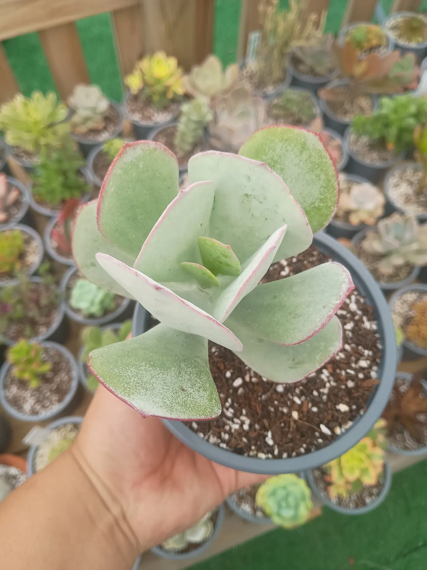 Cotyledon orbiculata 1