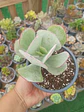 Cotyledon orbiculata - Miniatura 1