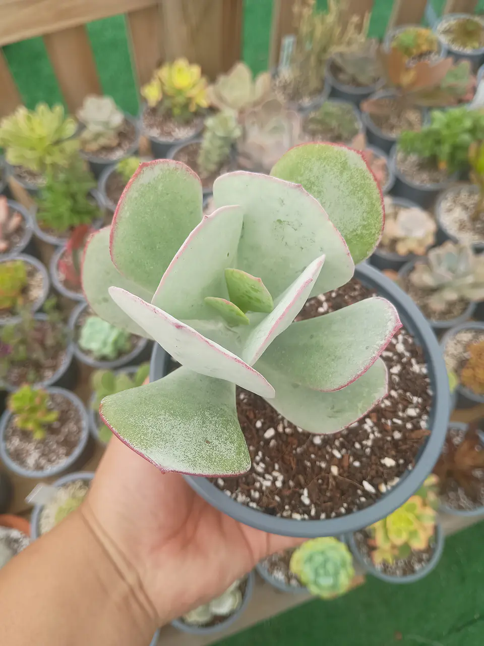 Cotyledon orbiculata 1