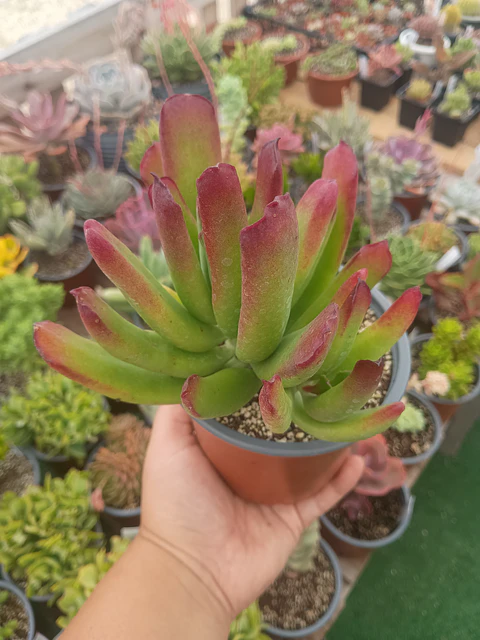 Cotyledon Red coral