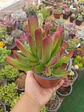 Cotyledon Red coral - Miniatura 1