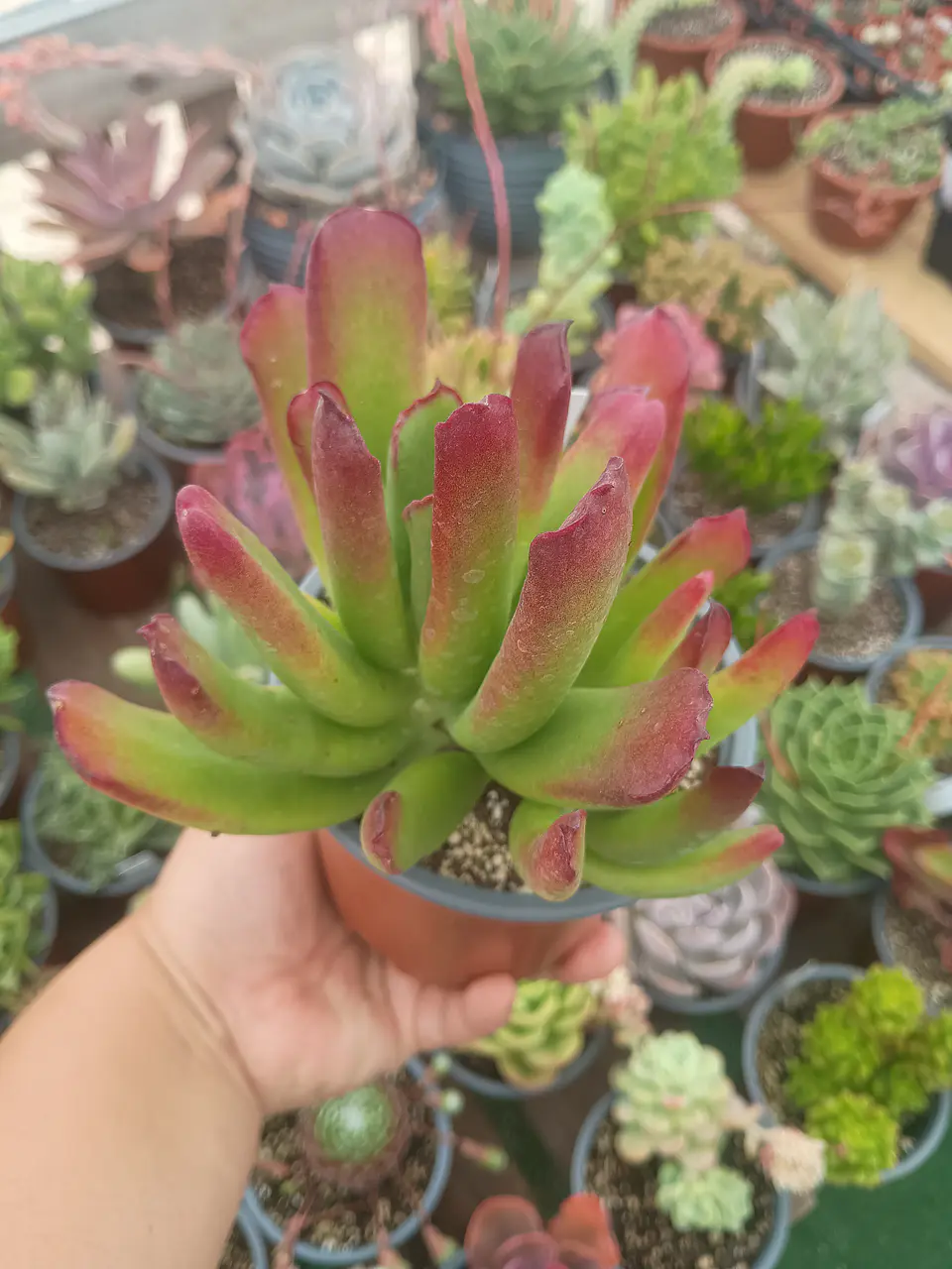 Cotyledon Red coral 2
